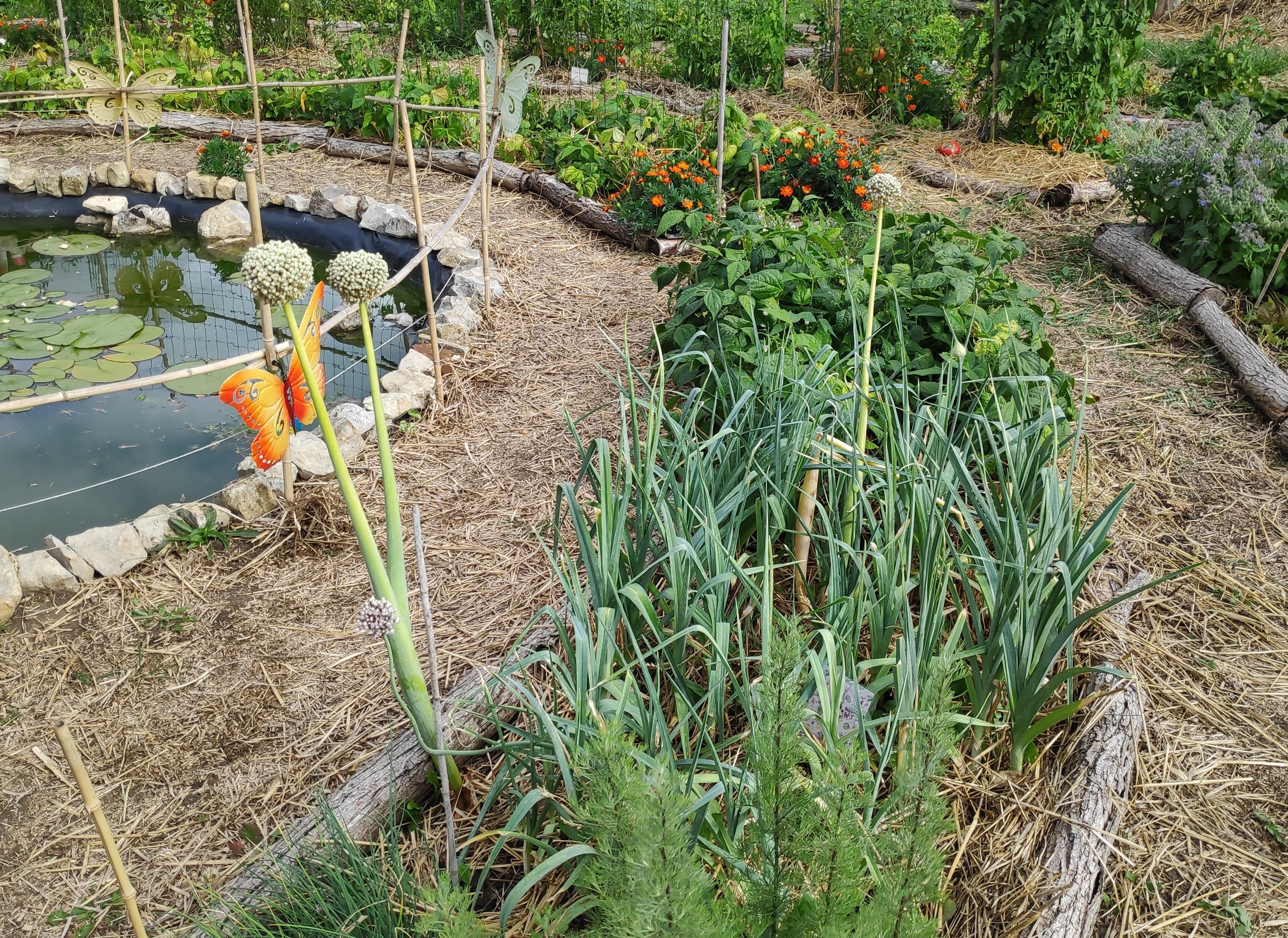 Jardins partagés. L'empreinte du naturel